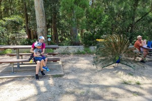 20.01.2024 Blackbutt Nature Reserve