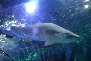 22.01.2024 Sea Life Sydney